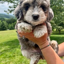 Assorted Doodle Crosses and Bernedoodle Puppies from WS Doodles
