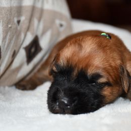 Winks - Wheaten female Soft Coated Wheaten Terrier puppy in Kirksville, Missouri from BellSharps Australian Shepherds
