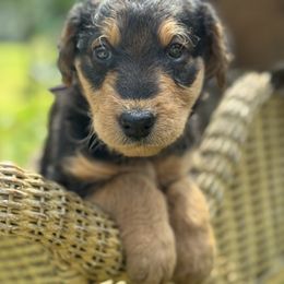 Delphi aka Miss Purple - Black and tan female Airedale Terrier puppy in Mooresville, North Carolina from Farm 55