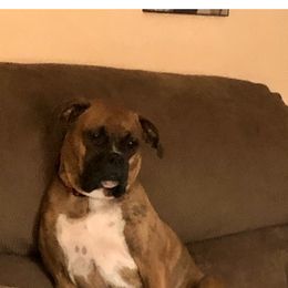 Boxer All Grown Up from Duck Creek Kennels