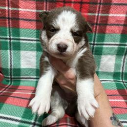 AKC Maple - Red and white female Siberian Husky puppy in Centreville, Maryland from Huskies By the Bay