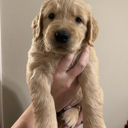 Golden Retriever Puppies from O’Shields Golden Paws