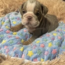 Boxer, Bulldog, and French Bulldog Puppies from Lafayette Bulldogs & Boxers
