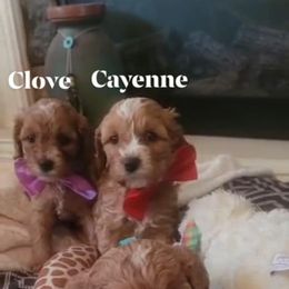 Cavapoo Puppies from Curly Q Cavapoos