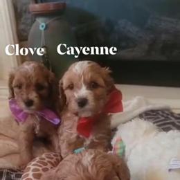 Cavapoo Puppies from Curly Q Cavapoos