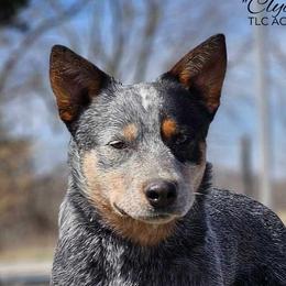 Clyde - Australian Cattle Dog