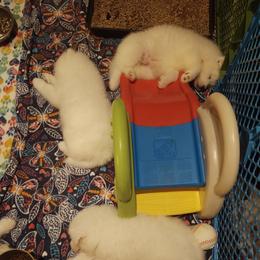 Borzoi and Samoyed Puppies from Kalabria