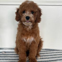 Leo - Apricot male Poodle puppy in Strasburg, Virginia from Shenandoah Valley Doodles