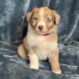 Cedar - Red merle male Australian Shepherd puppy in Columbia Falls, Montana from Firefly Horse Co Wellness Retreat Center