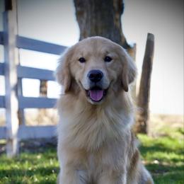 Rosco - Golden male Golden Retriever puppy in Mc Arthur, California from California Golden Love