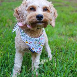Reece - Cavapoo