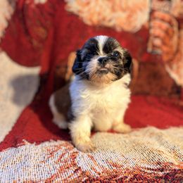 Boy two - Cream and white male Shih Tzu puppy in Vinemont, Alabama from Puppy Pals