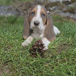 Amethyst-purple collar - Blue tan and white female Basset Hound puppy in Valley, Washington from Peaceful Valley Paws