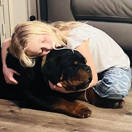 Rottweiler and Shetland Sheepdog Puppies from Mountain High Kennels