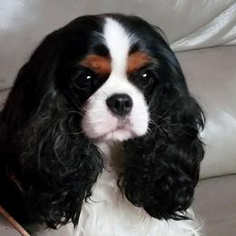 Tanzi - Cavalier King Charles Spaniel