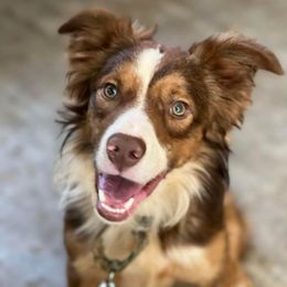 Link link - Border Collie