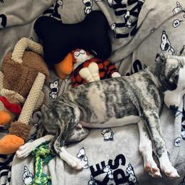 Whippet Puppies from Smithfield Park