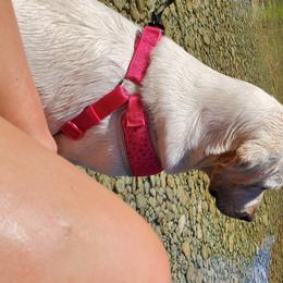 Labrador Retriever Puppies from Texas Finest English Labradors