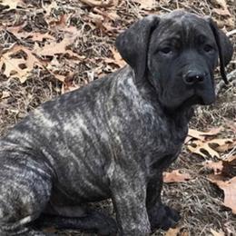 Boerboels from Mass Boerboels
