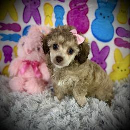 Lil Piper - Cream female Poodle puppy in Newcomerstown, Ohio from Sheri’s Lil Angel’s