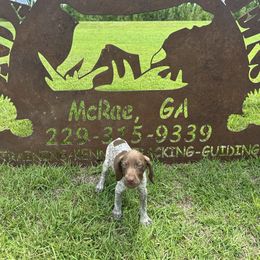 Boy 3 - Liver roan male German Shorthaired Pointer puppy in Mcrae, Georgia from Adams Pointers
