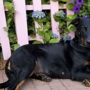Beaucerons from Cynefin Beaucerons