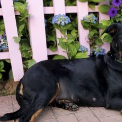 Beaucerons from Cynefin Beaucerons