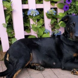 Beaucerons from Cynefin Beaucerons
