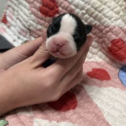 Purple - Black and white female Boston Terrier puppy in Hialeah, Florida from K&N Boston Paws