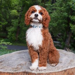 Lewis AKA Louie - Cavapoo