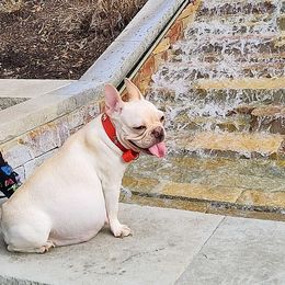 Little Pearlie - French Bulldog