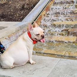 Little Pearlie - French Bulldog