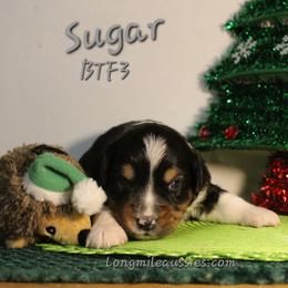 Sugar BTF3 - Black tri female Miniature Australian Shepherd puppy in Elgin, Oregon from LongMile Aussies