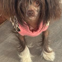 Chinese Crested puppies from Colorado Cresteds