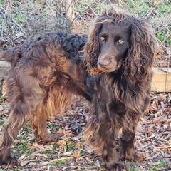 Boykin Spaniels from Melissa's Boykins