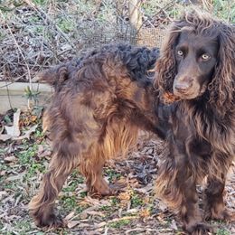 Boykin Spaniels from Melissa's Boykins