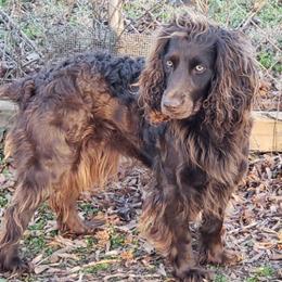 Boykin Spaniels from Melissa's Boykins