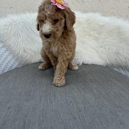Taty - Apricot female Goldendoodle puppy in Davie, Florida from Daviegoldendoodles