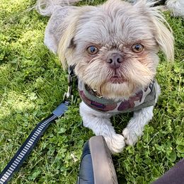 Cooper - Shih Tzu