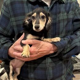 Annie - Black and cream female Dachshund puppy in Rhode Island from FOSTERS FRENCHIES and DACHSHUNDS