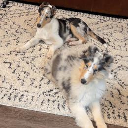 Collie Puppies from Verterra Collies