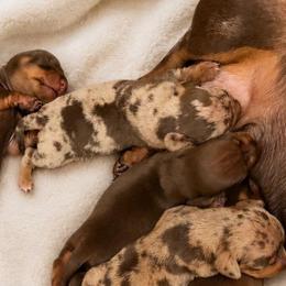 Dapple boy - Dapple male Dachshund puppy in Madison, Wisconsin from SK Miniature   Dachshunds