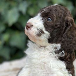 Figgy pudding - Chocolate Labradoodle puppy in Atascadero, California from Classic Poodles and Doodles