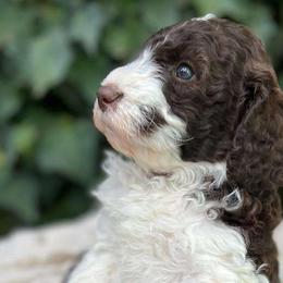 Figgy pudding - Chocolate Labradoodle puppy in Atascadero, California from Classic Poodles and Doodles