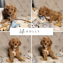 Dolly - Cream female Aussiedoodle puppy in North Olmsted, Ohio from Iron Doodles