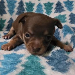 Lilo - Chocolate and tan male Chihuahua puppy in Wytheville, Virginia from Southwest Virginia Chihuahua