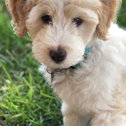 Goldendoodles from KitalouDoodles