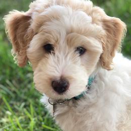 Goldendoodles from KitalouDoodles