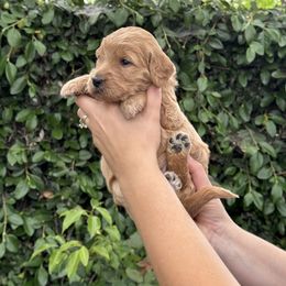 Goldendoodle Puppies from Roseville GoldenDoodles