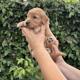 Goldendoodle Puppies from Roseville GoldenDoodles